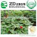 China Supplier Fresh Panax Ginseng Extract in Herbal Extract for Health Care